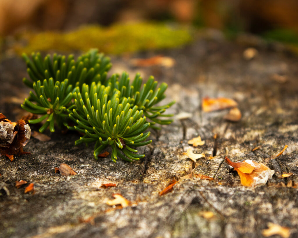 Close-up of fallen leaves and foliage.